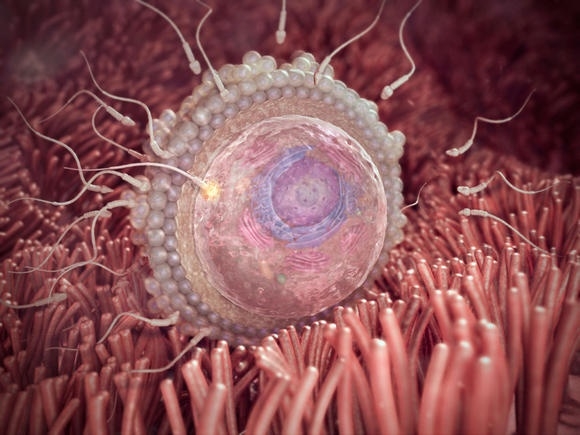 2. týden těhotenství