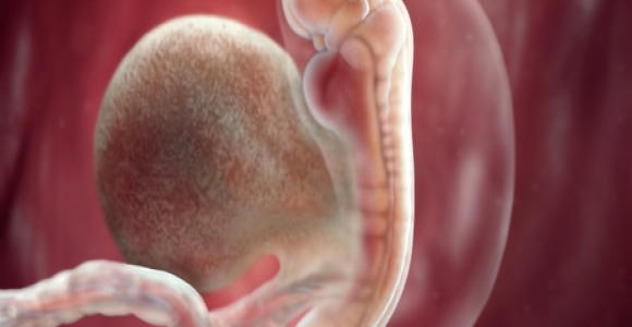 5. týden těhotenství