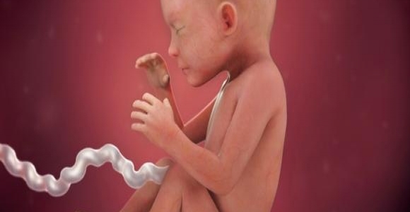 23. týden těhotenství